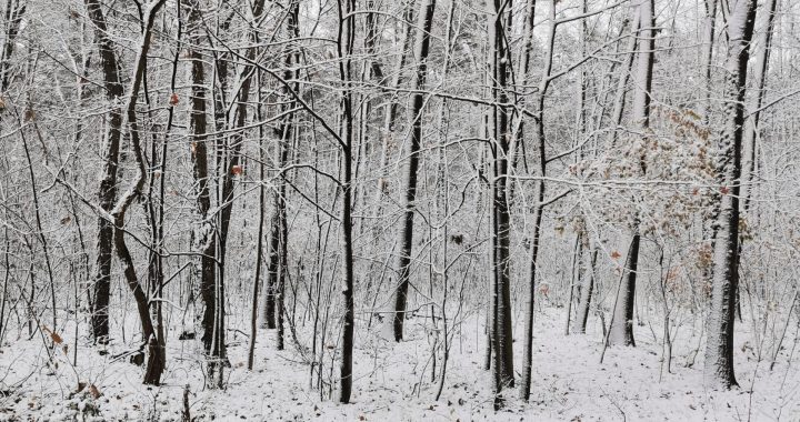 Verschneite Dresdner Heide
