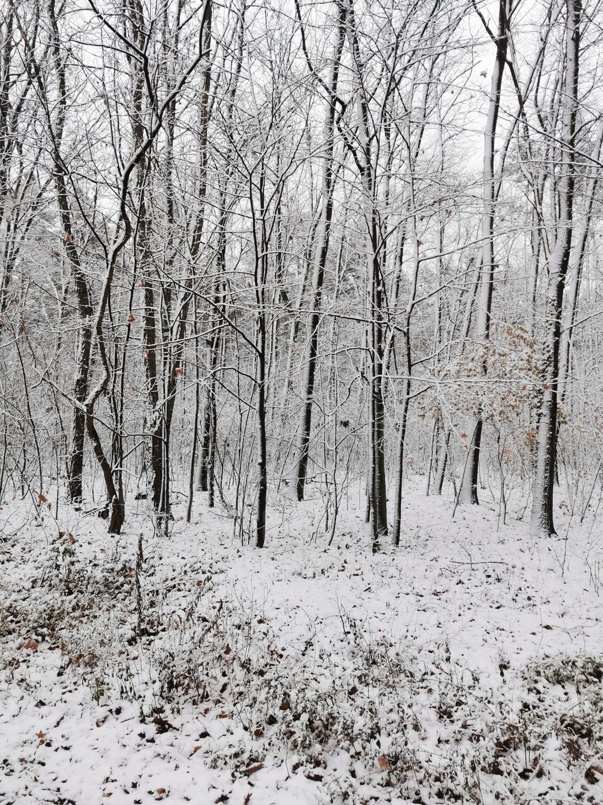 Verschneite Dresdner Heide