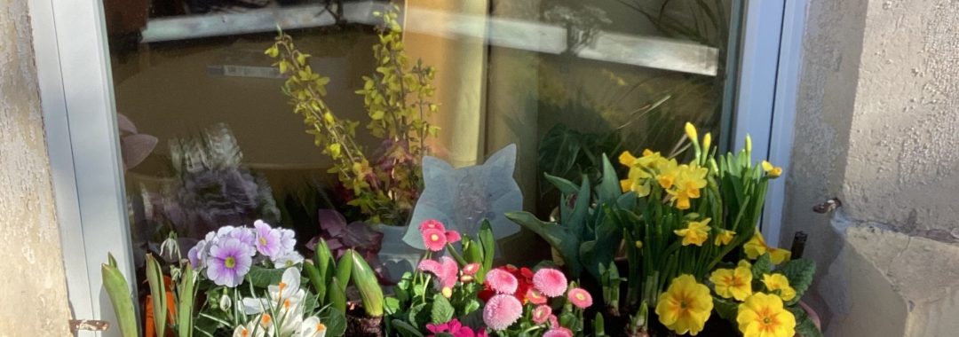 Ein rechteckiger Blumenkasten steht auf einer sonnigen Fensterbank, gefüllt mit bunt blühenden Blumen wie Primeln und Narzissen. Im Fenster spiegeln sich Bäume und der blaue Himmel draußen.