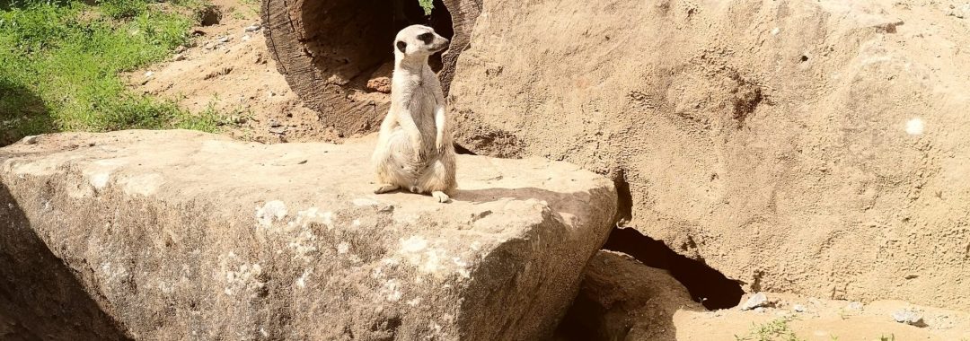 Ein Erdmännchen steht aufrecht auf einem großen Felsen in einem sandigen, felsigen Gehege, im Hintergrund sind Grünpflanzen und Baumstämme zu sehen, die vom Sonnenlicht beleuchtet werden.