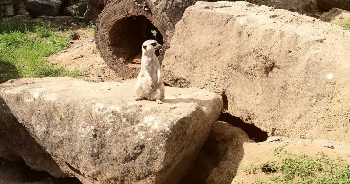 Ein Erdmännchen steht aufrecht auf einem großen Felsen in einem sandigen, felsigen Gehege, im Hintergrund sind Grünpflanzen und Baumstämme zu sehen, die vom Sonnenlicht beleuchtet werden.