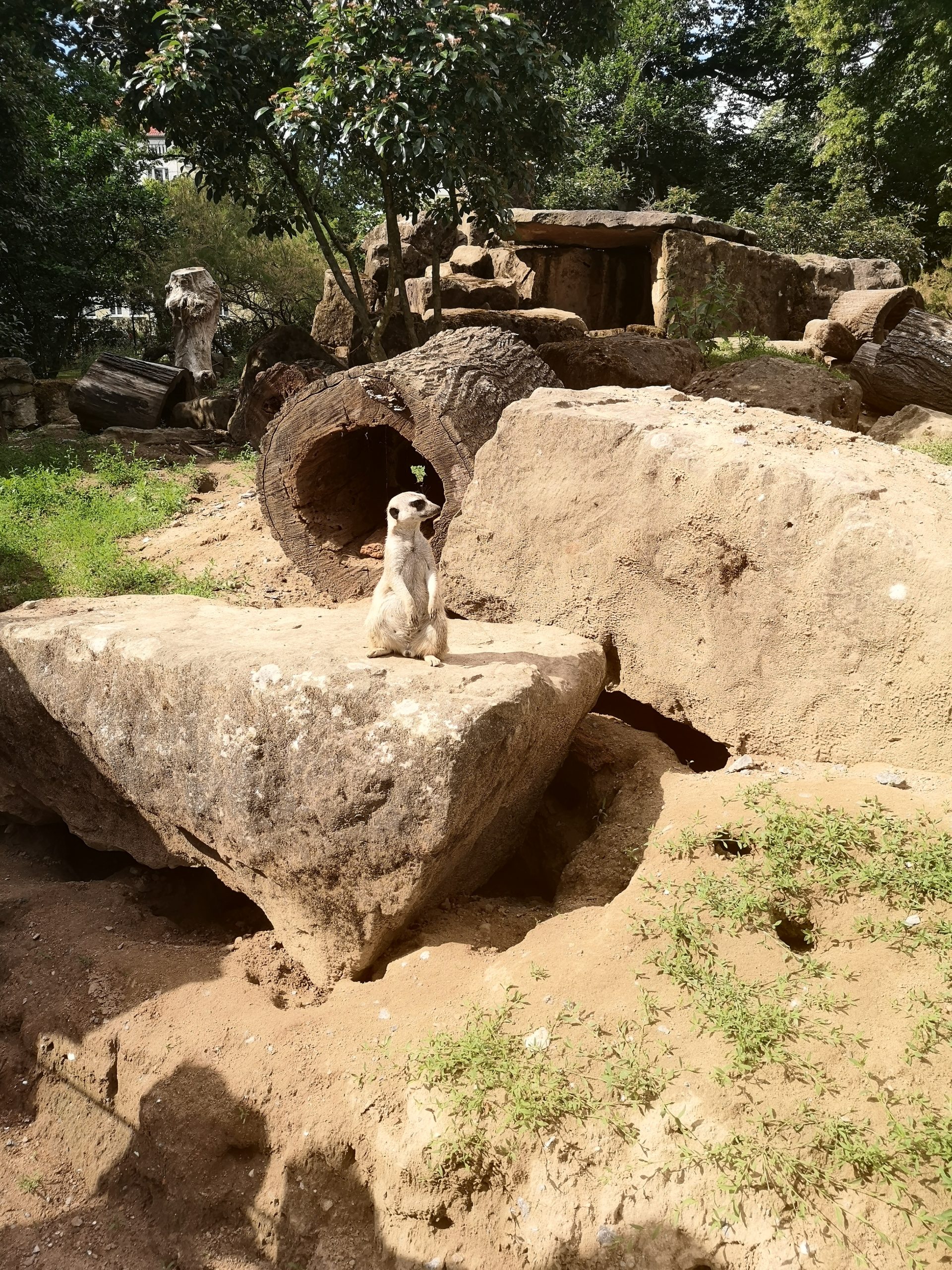 Ein Erdmännchen steht aufrecht auf einem großen Felsen in einem sandigen, felsigen Gehege, im Hintergrund sind Grünpflanzen und Baumstämme zu sehen, die vom Sonnenlicht beleuchtet werden.