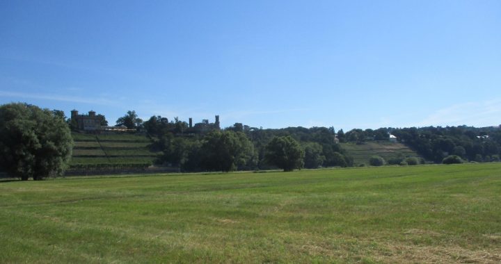 Eine weite Wiese mit Bäumen und sich im Hintergrund unter einem strahlend blauen Himmel erstreckenden, abfallenden Weinbergen; am Horizont sind Gebäude in der Ferne zu sehen.