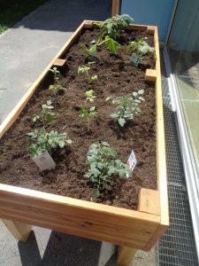 Neues Beet der Bären