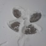 Ein Schneeengel in frischem, weißem Schnee, mit freiliegendem Pflaster, das zeigt, wo Arme und Beine durch den Schnee gefegt sind.