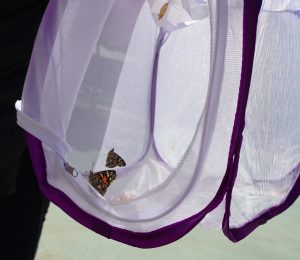 In einem mit einem violetten Rand versehenen Netzgehege ruhen mehrere Schmetterlinge.