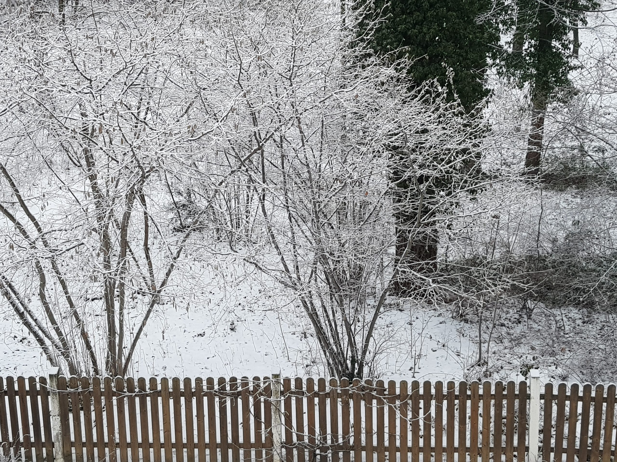 Der Schnee bedeckt die blattlosen Bäume und den Boden hinter einem braunen Holzzaun in der Kindervilla. So entsteht eine winterliche Szene mit einem Hauch von Weiß auf den Ästen und ein paar hohen immergrünen Bäumen im Hintergrund.