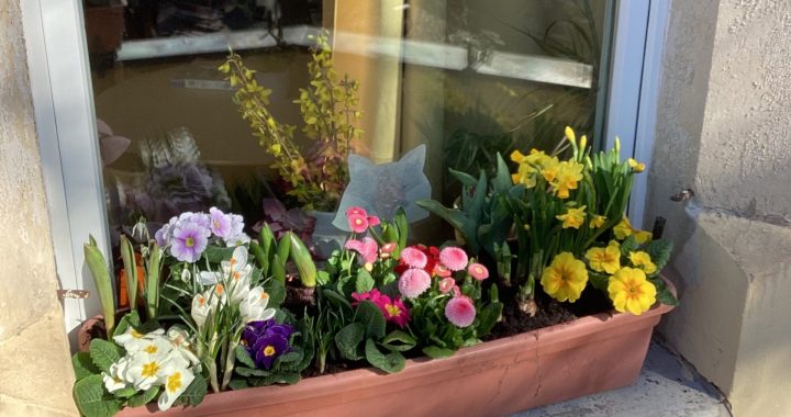 Ein rechteckiger Blumenkasten steht auf einer sonnigen Fensterbank, gefüllt mit bunt blühenden Blumen wie Primeln und Narzissen. Im Fenster spiegeln sich Bäume und der blaue Himmel draußen.