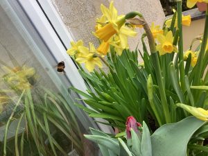 Eine Hummel schwebt in der Nähe einer Gruppe gelber Narzissen an einem Fenster, zwischen deren Blättern grüne Blätter und eine rosafarbene Tulpenknospe zu sehen sind.
