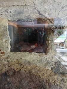 Durch ein kleines rechteckiges Fenster in einer rauen Steinmauer ist im Inneren eine Schildkröte zu sehen, die auf einem Felsen in einem schwach beleuchteten Innengehege liegt, wobei sich auf dem Glas die Umgebung draußen spiegelt.