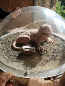 Unter einer durchsichtigen Kuppel ist das Modell einer großen, haarlosen Maulwurfsratte mit hervorstehenden Zähnen ausgestellt. Das Modell steht auf sandigem Boden, und mehrere Kinder betrachten es durch das Glas.