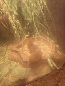 Drei kleine braune Nagetiere haben sich um eine flache Futterschale in einem Gehege mit grünen Blättern und Stielen versammelt; das Ganze ist durch ein leicht beschlagenes oder staubiges Glas zu sehen.