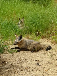 Ein Fledermausohrfuchs liegt auf sandigem Boden vor grünem Gras, während ein weiterer Fuchs hinter ihm teilweise im hohen Gras verborgen ist. Beide haben große Ohren und ein graues Fell.