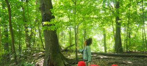 Eine Person in einer hellen Jacke steht in einem üppigen grünen Wald und blickt zu einem hohen Baum hinauf, dessen Blätter das Sonnenlicht durchdringen. Mehrere rote Objekte oder Formen erscheinen im unteren rechten Vordergrund.